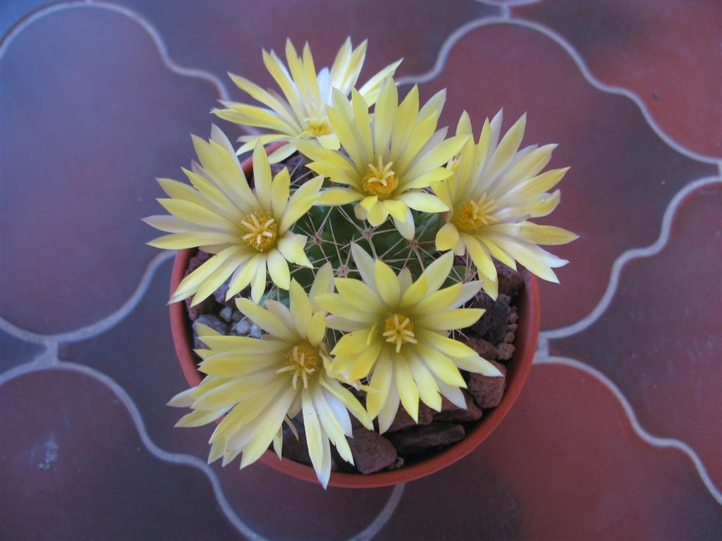 Mammillaria longimamma 