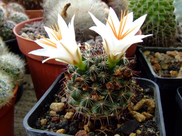 Mammillaria hutchisoniana ssp. louisae 