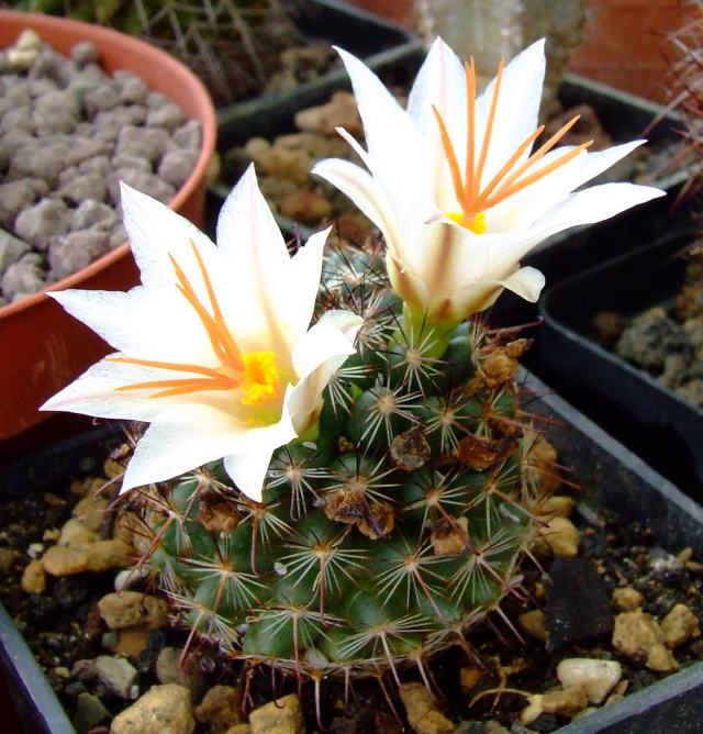 Mammillaria hutchisoniana ssp. louisae 