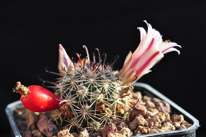 Mammillaria louisae 