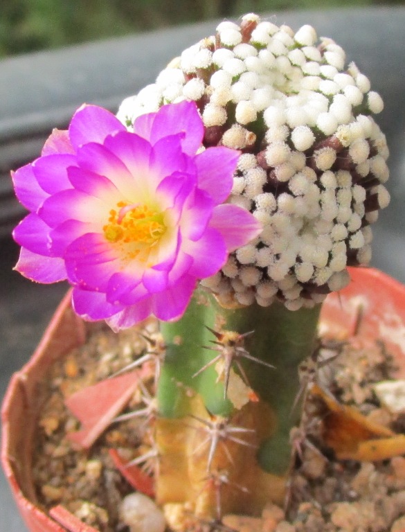 Mammillaria luethyi 