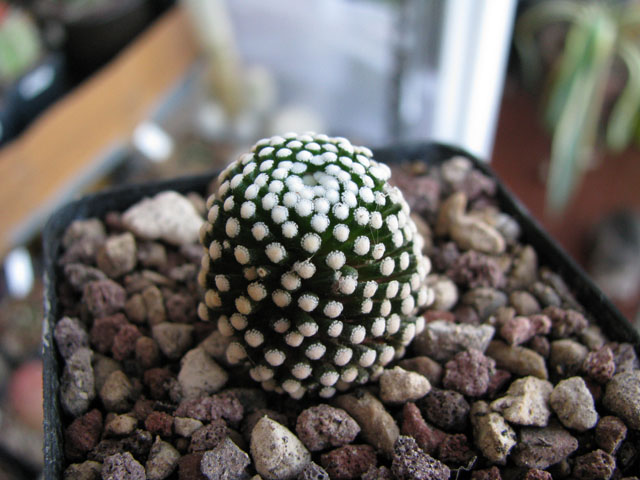 Mammillaria luethyi 