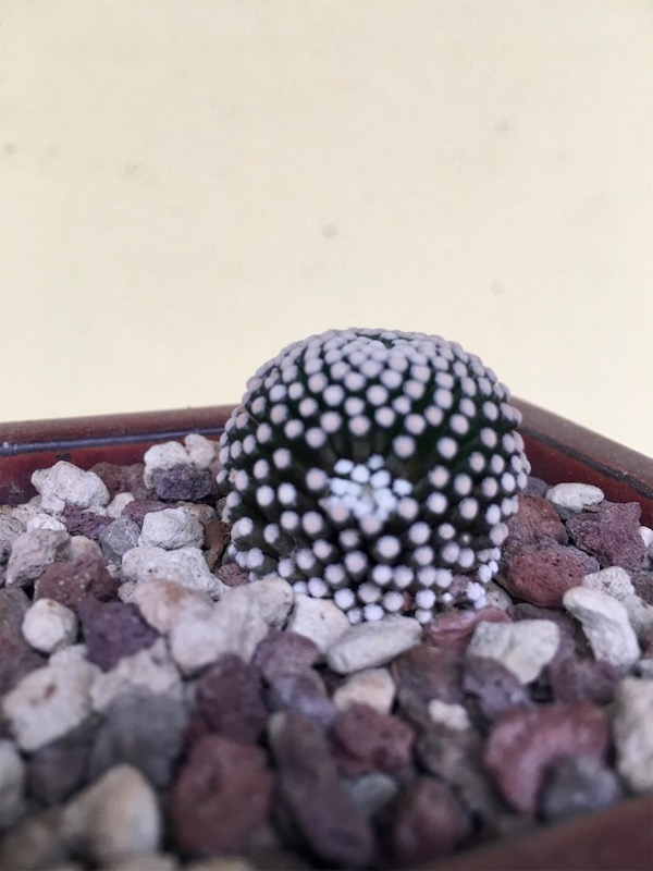 Mammillaria luethyi  