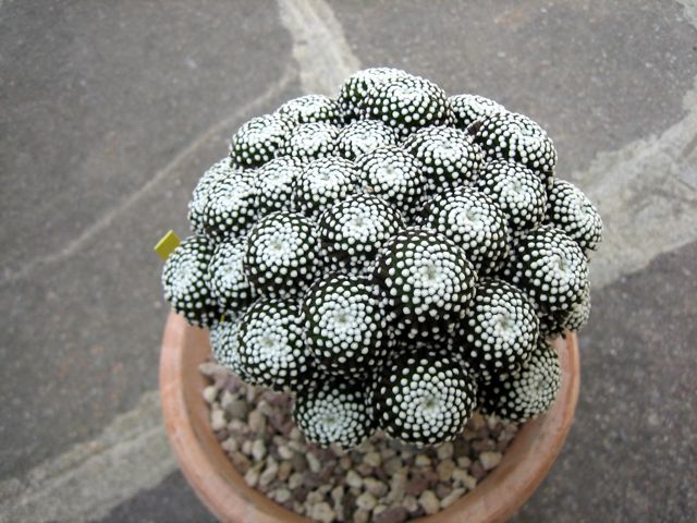 Mammillaria luethyi 