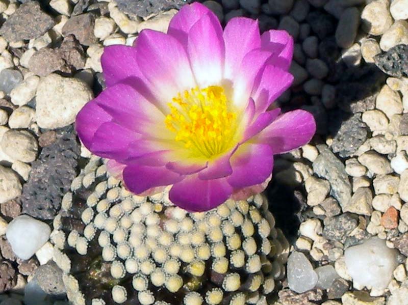 Mammillaria luethyi 