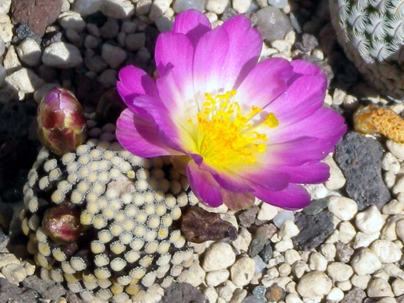 Mammillaria luethyi 