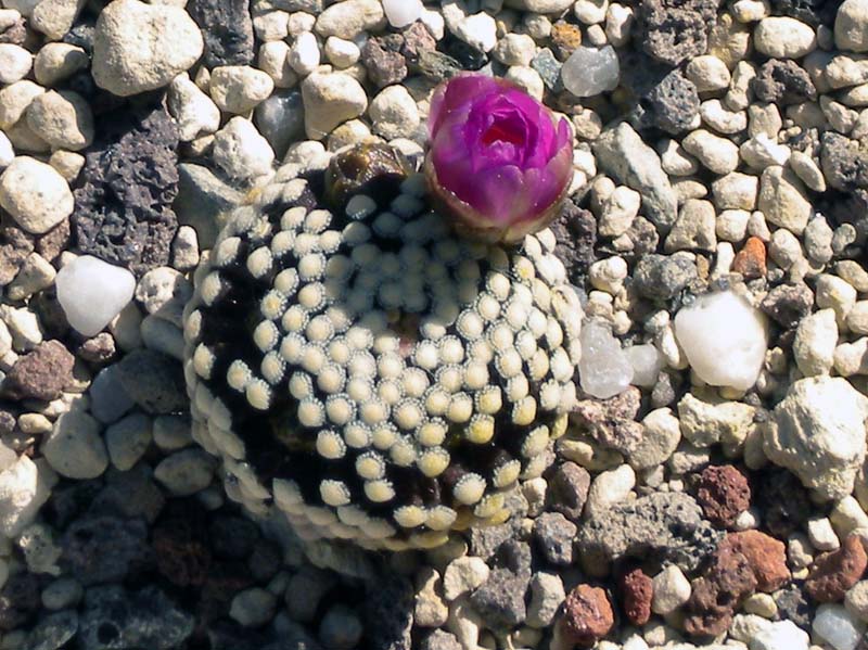 Mammillaria luethyi 