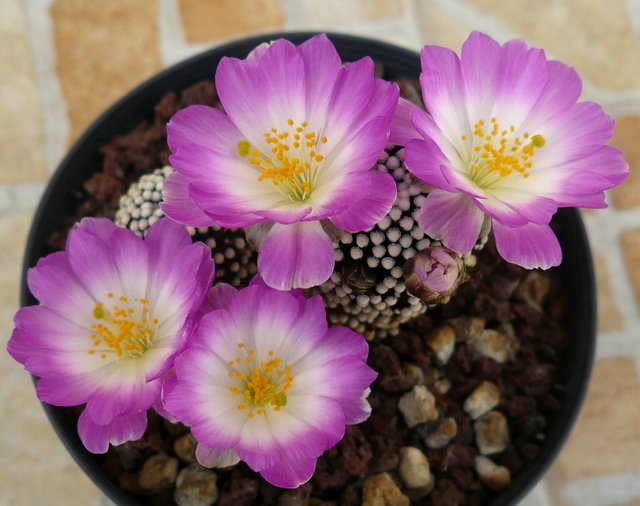 Mammillaria luethyi 