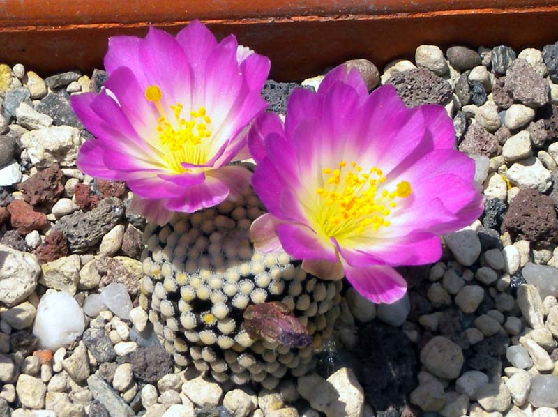 Mammillaria luethyi 