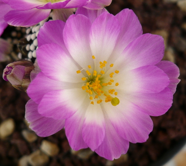 Mammillaria luethyi 