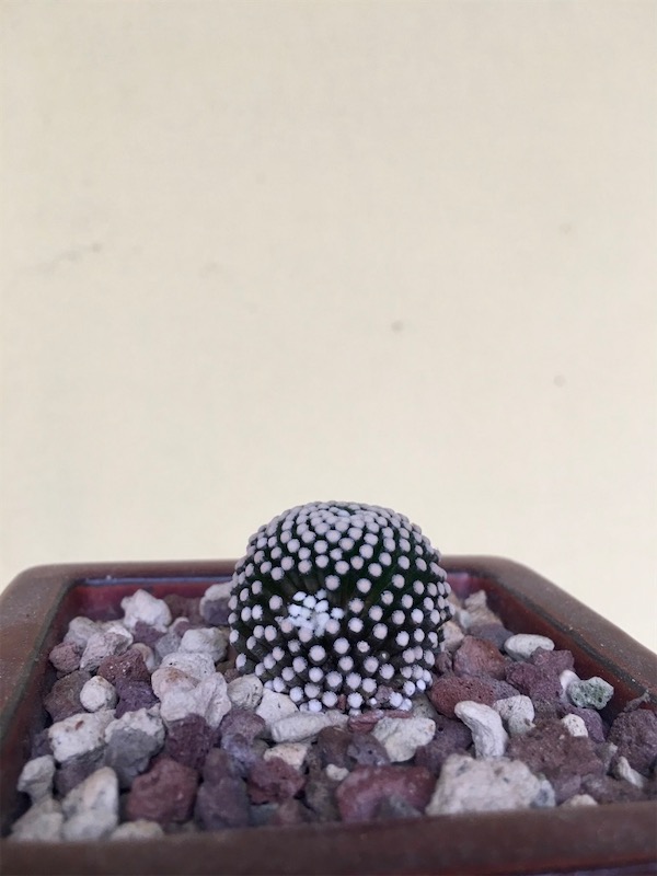 Mammillaria luethyi  