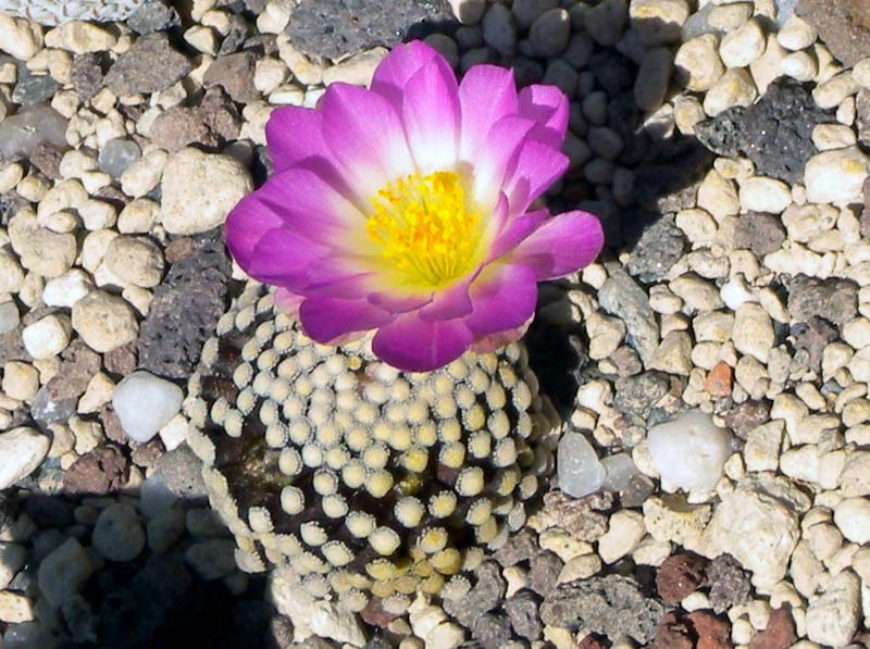 Mammillaria luethyi 