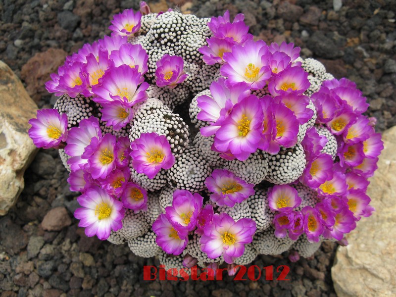 Mammillaria luethyi 