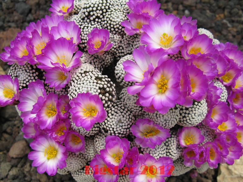 Mammillaria luethyi 