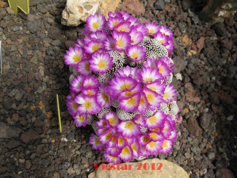 Mammillaria luethyi 