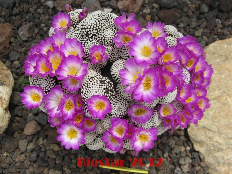 Mammillaria luethyi 