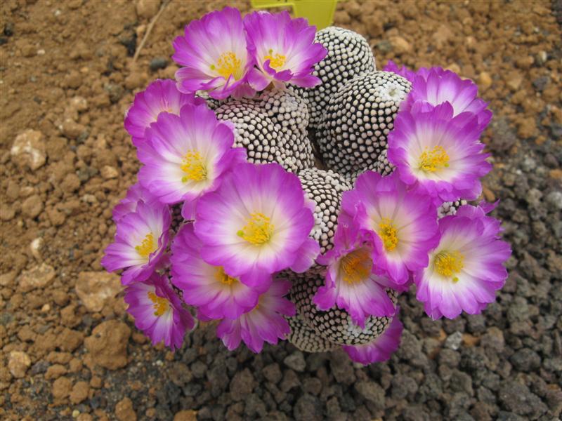 Mammillaria luethyi 