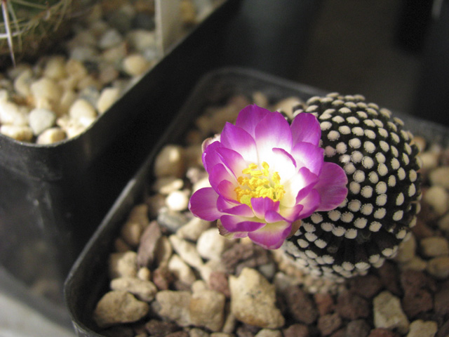 Mammillaria luethyi 