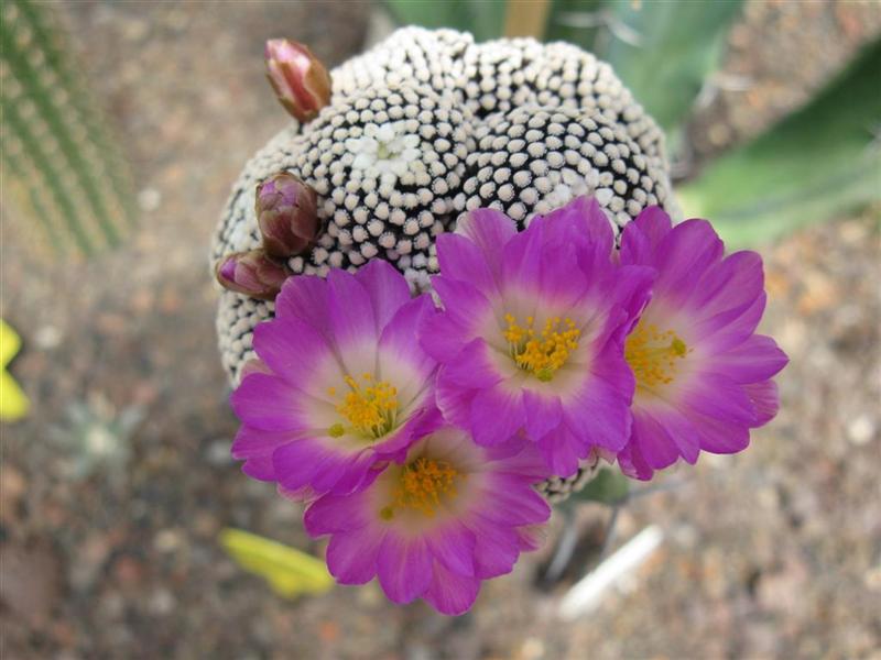 Mammillaria luethyi 