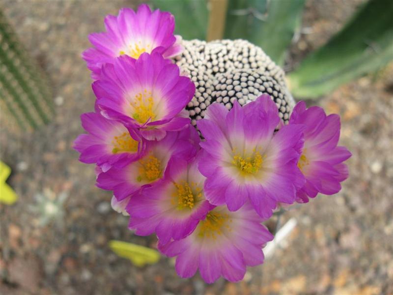 Mammillaria luethyi 