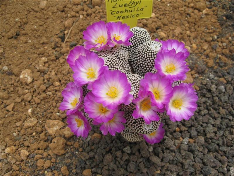 Mammillaria luethyi 