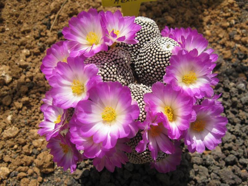 Mammillaria luethyi 