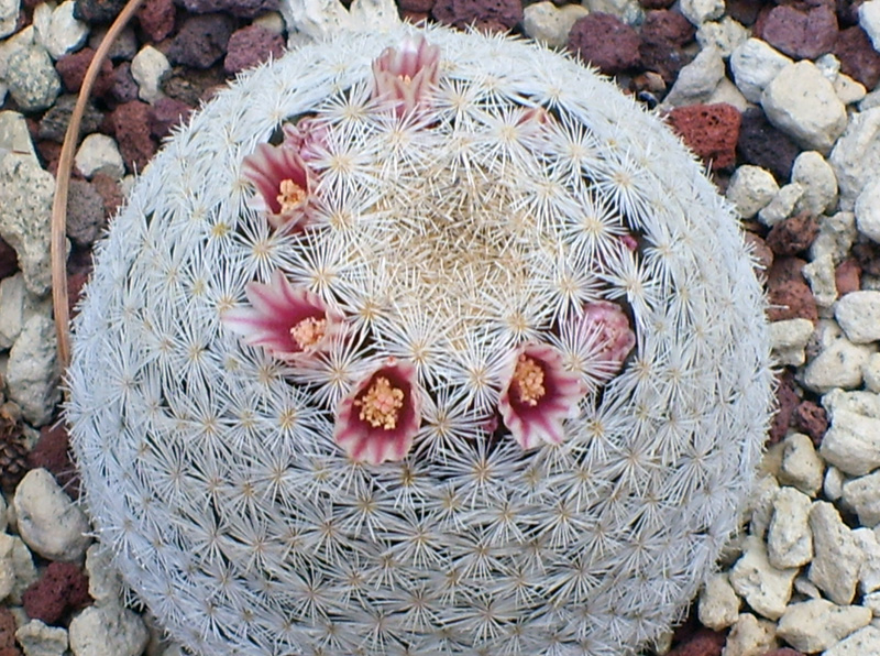 Mammillaria magallanii SB 143