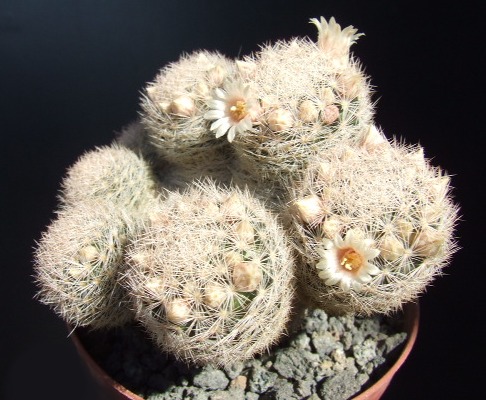 Mammillaria magallanii 