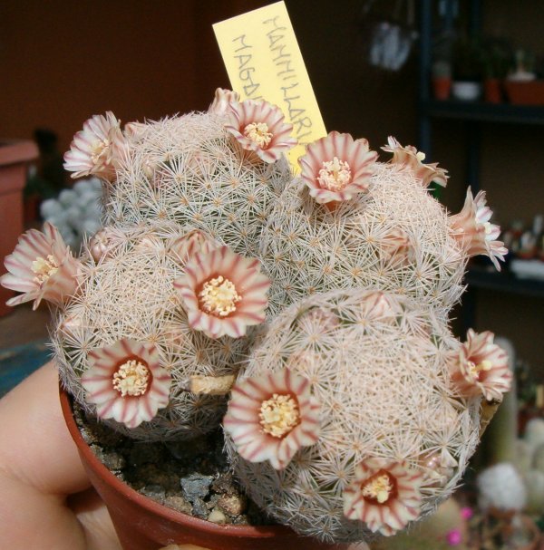 Mammillaria magallanii 