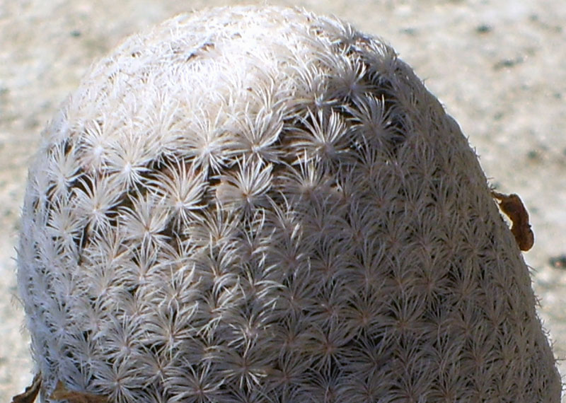 Mammillaria magallanii SB 143