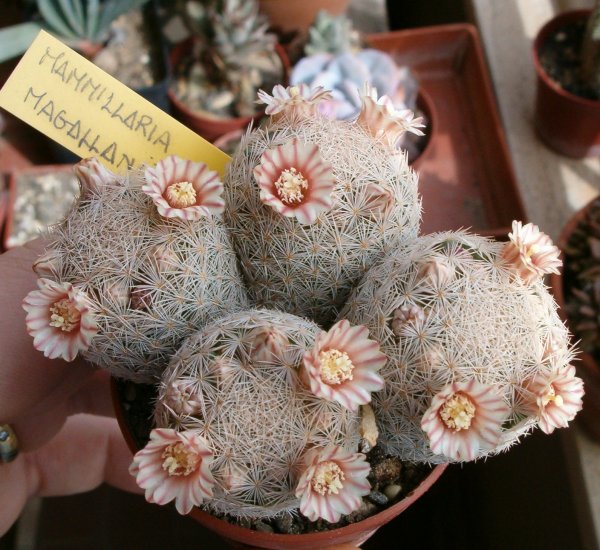 Mammillaria magallanii 