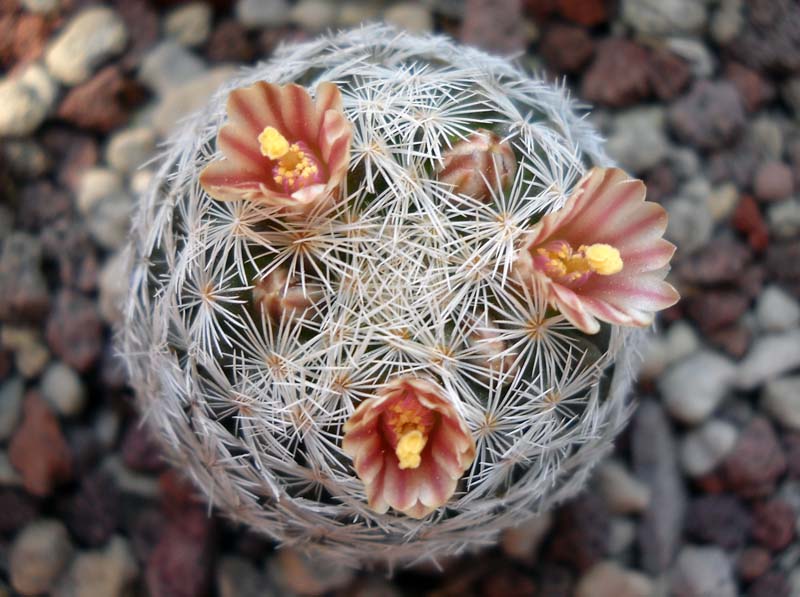 Mammillaria magallanii 