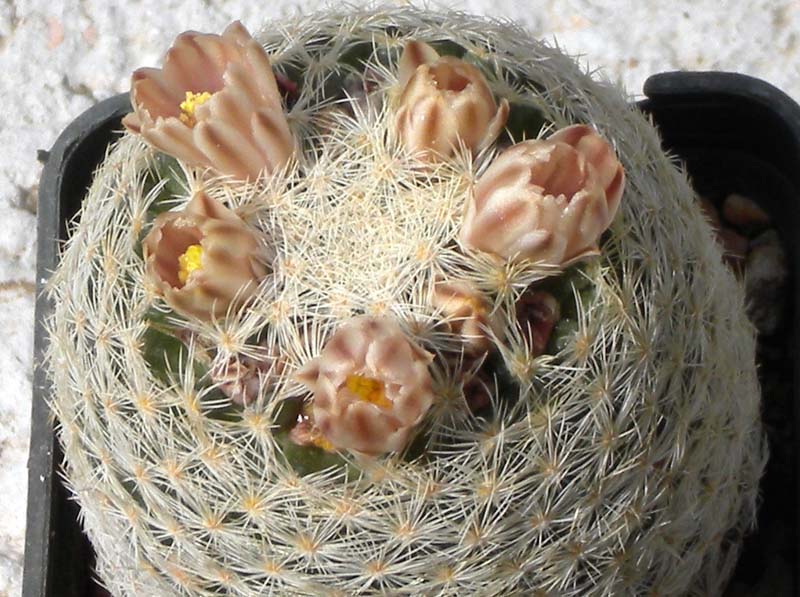 Mammillaria magallanii 