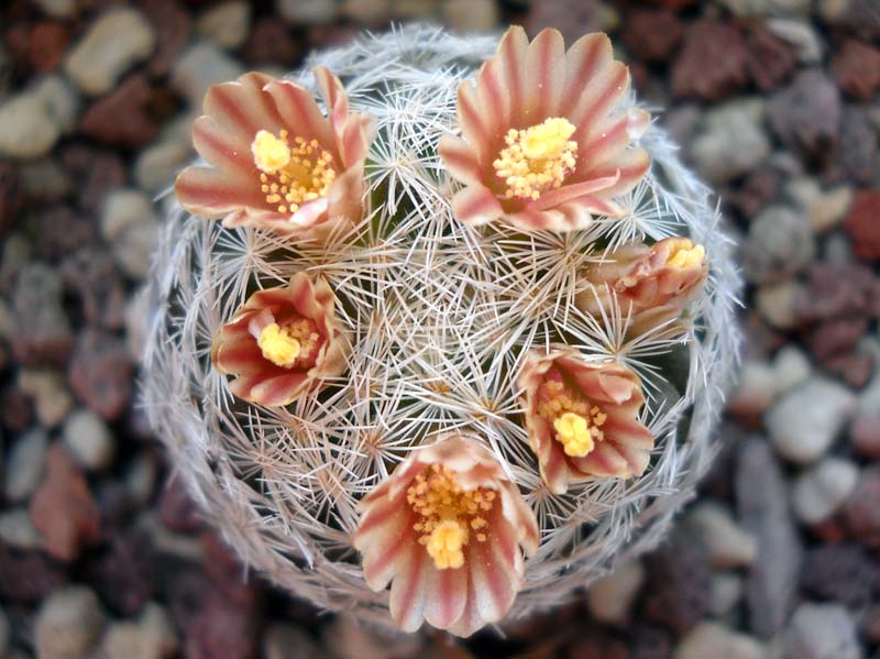 Mammillaria magallanii 