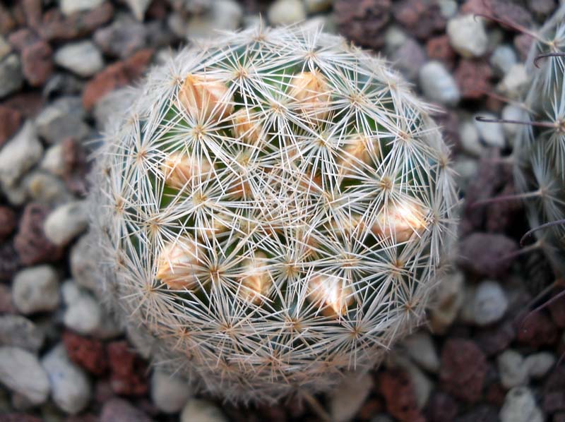 Mammillaria magallanii 