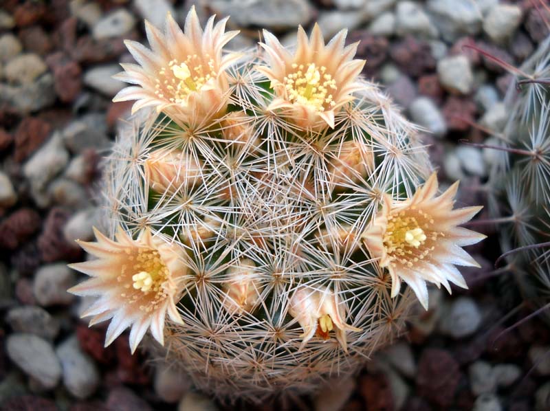 Mammillaria magallanii 