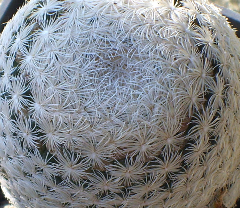 Mammillaria magallanii SB 143