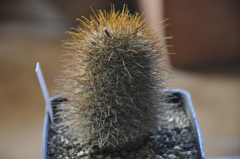 Mammillaria magnifica v. minor 