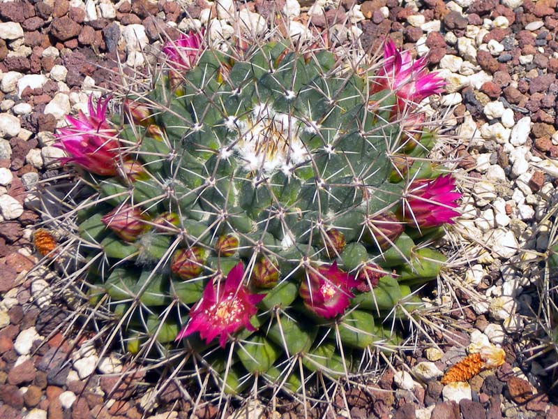 Mammillaria magnimamma 