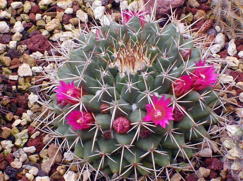 Mammillaria magnimamma 