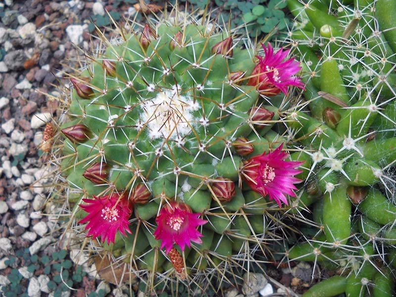 Mammillaria magnimamma 