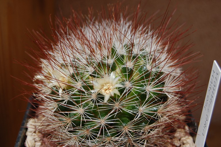 Mammillaria marcosii 