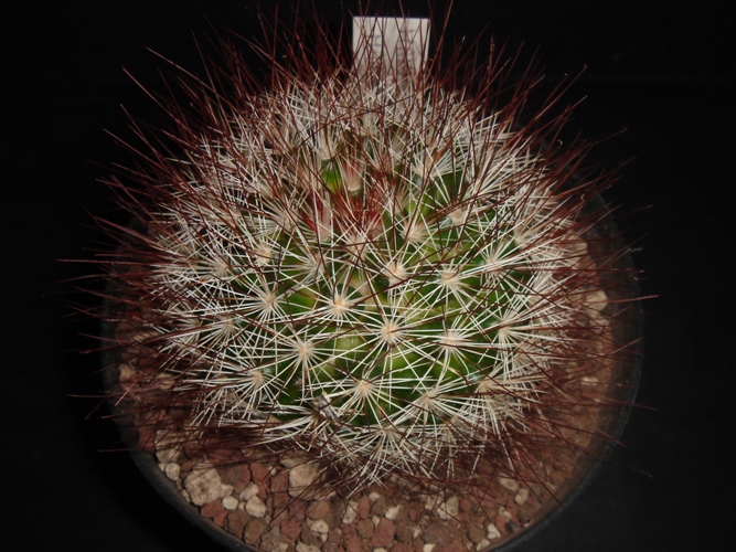 Mammillaria marcosii 