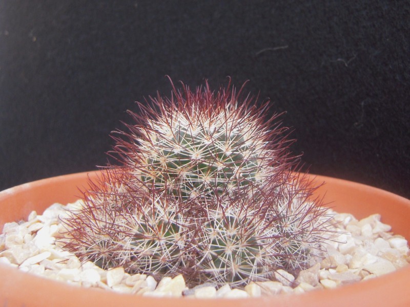 Mammillaria marcosii 