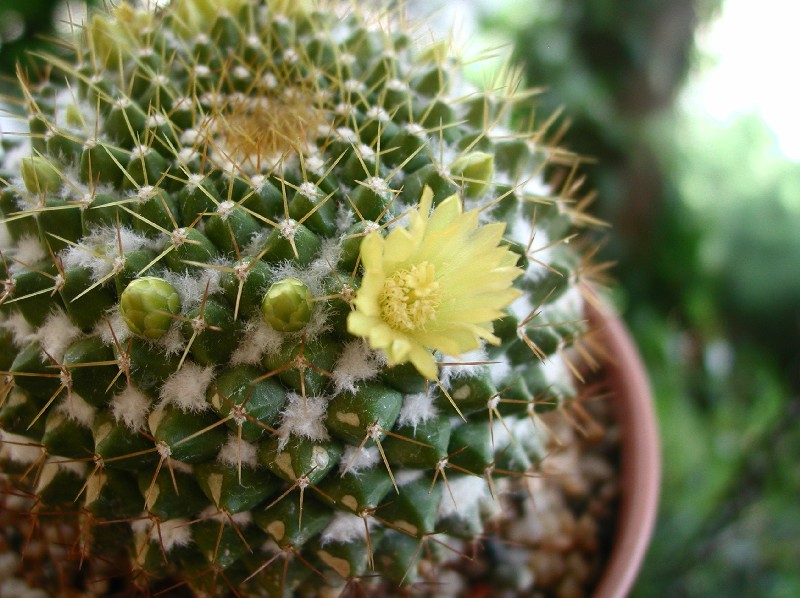 Mammillaria marksiana 