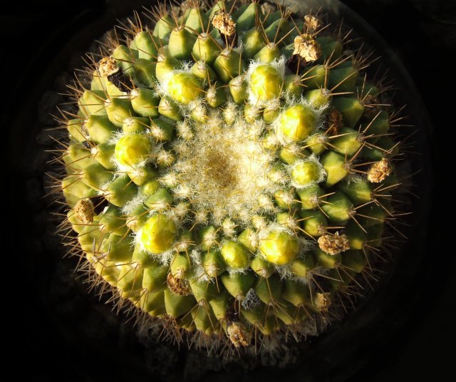 Mammillaria marksiana 