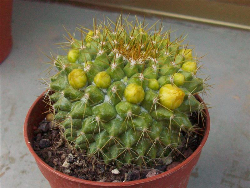 Mammillaria marksiana 