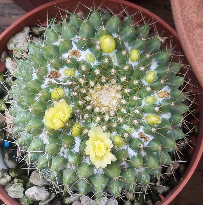 Mammillaria marksiana 