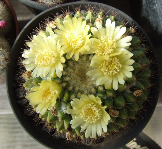 Mammillaria marksiana 