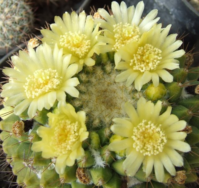 Mammillaria marksiana 